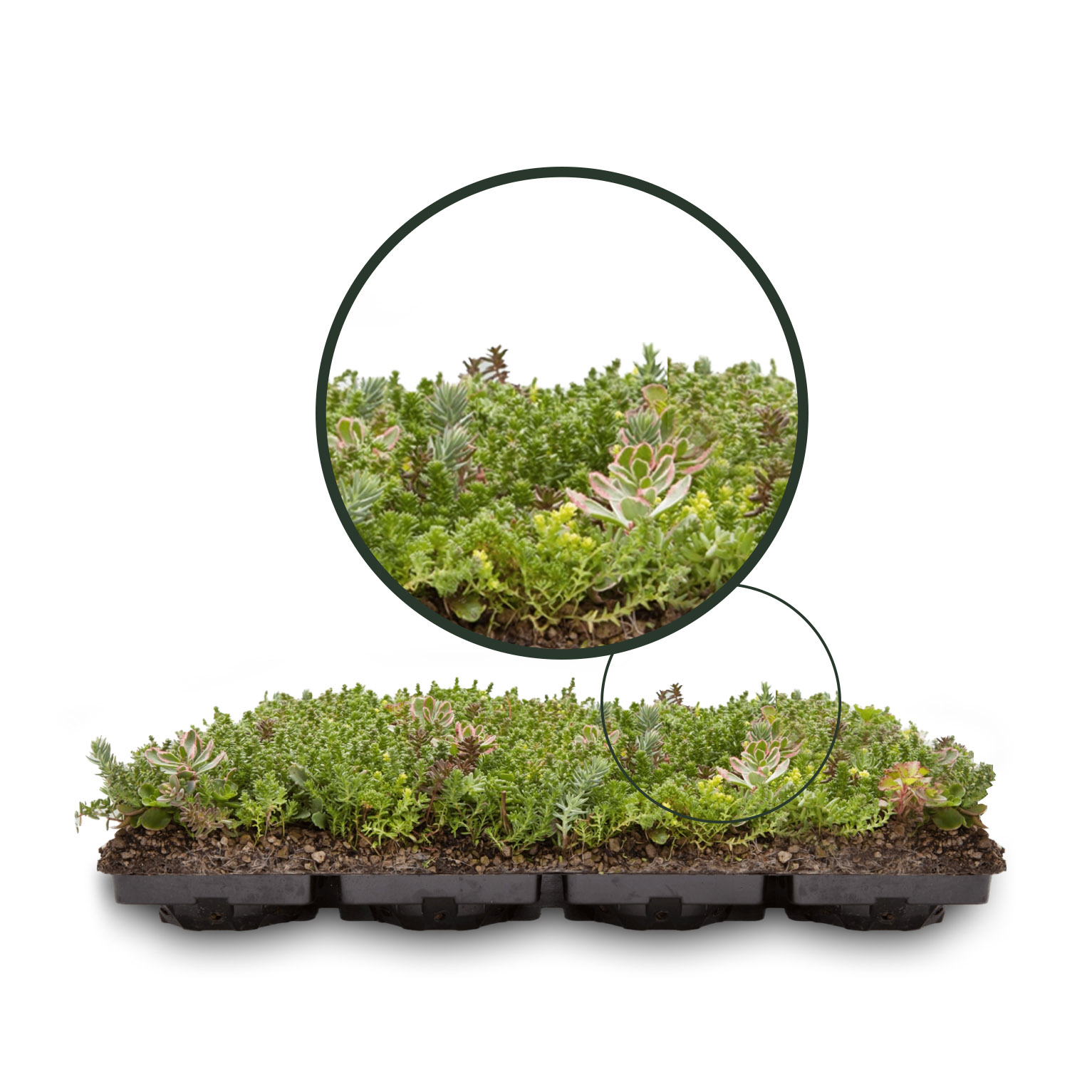 tacka-sedum Plateaux de sedum - m2 / toit vert – Image 1