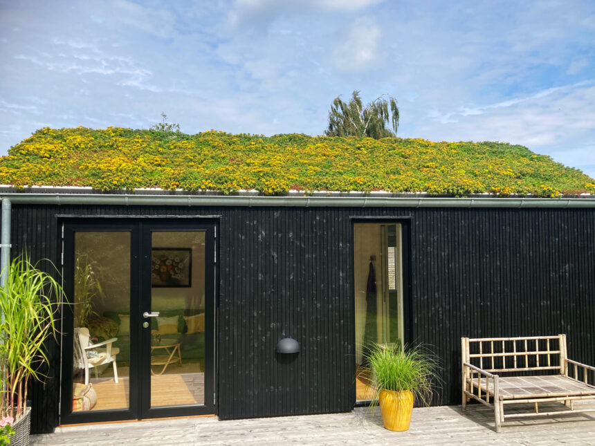 black-house_greenroof_ambient