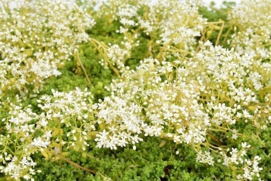 blomstrende evergreen roof