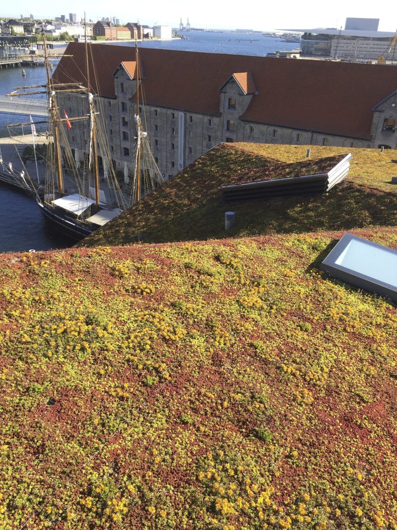 Grønt tag i København på Krøyers Plads