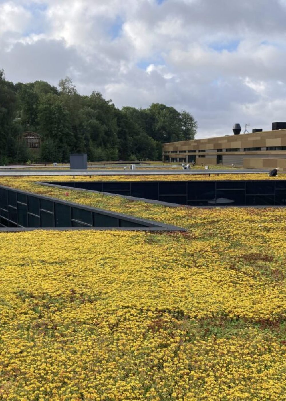 8.200 m2 grønt tag hos Vejle Psykiatri