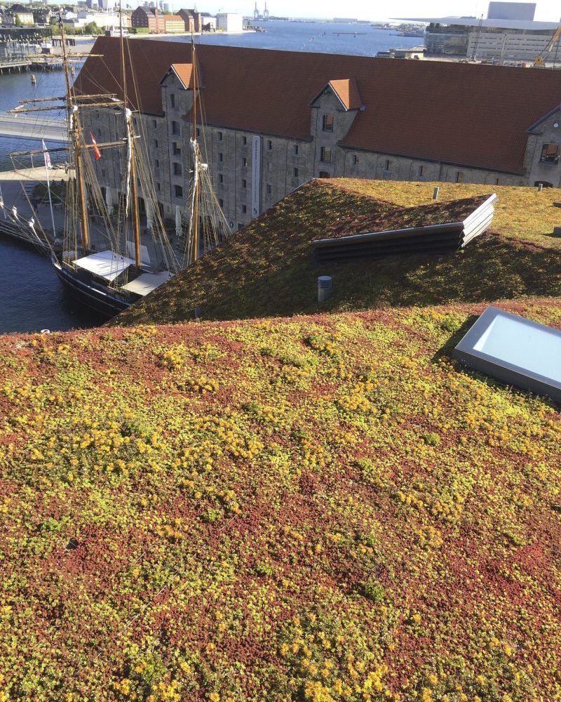 Sedumtag til Krøyers Plads i København