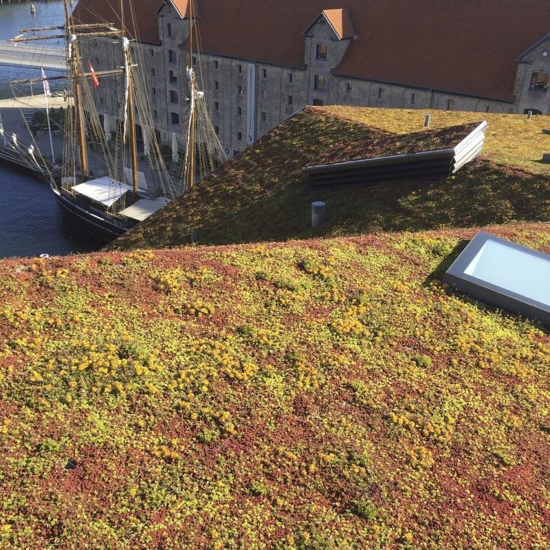 Det smukke rødlige sedumtag på Krøyers Plads i København 