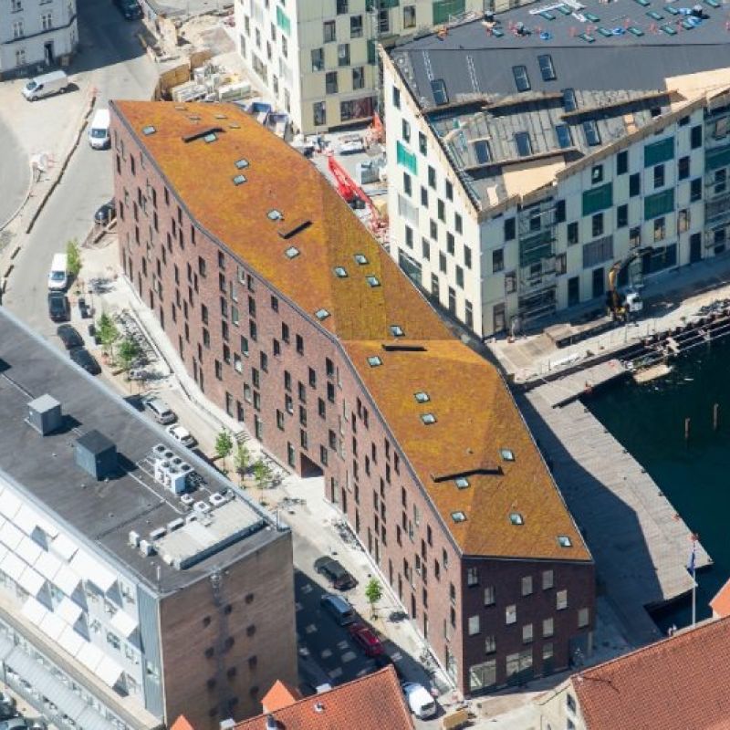 Sedumtag til Krøyers Plads i København