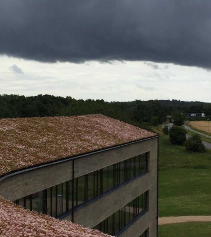 De grønne omgivelser ved DLG’s hovedkontor i Fredericia afspejles i bygningens design