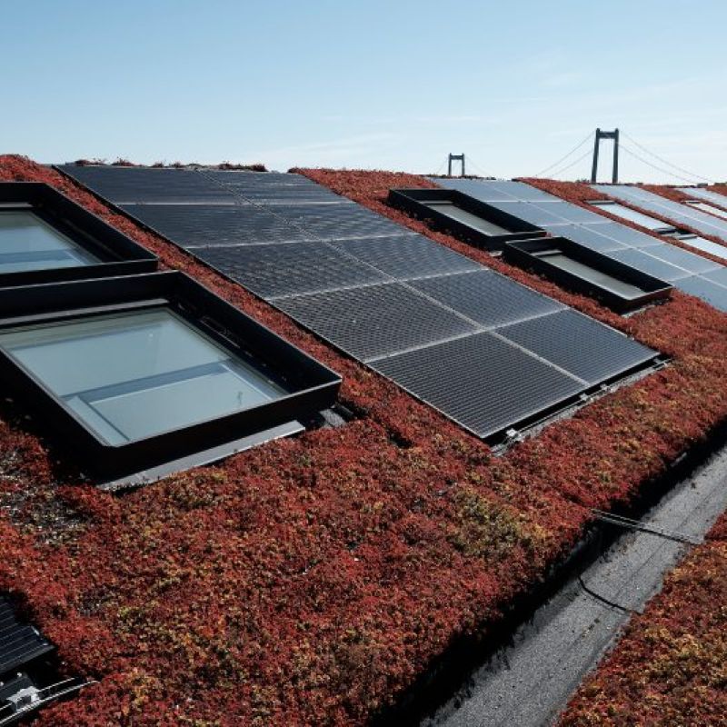 Sedumtag integreret med solceller